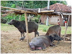 Bffel in Nabok