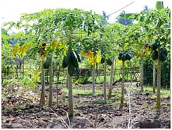 Papaya