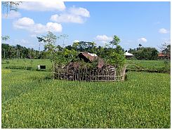 Gehft bei Taman Bali