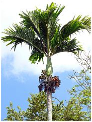 Betelnuss-Palme