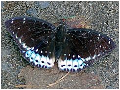 Schmetterling