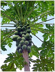 Papaya