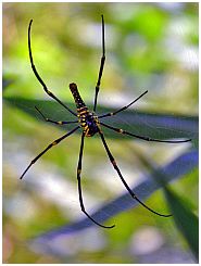 Spinne
