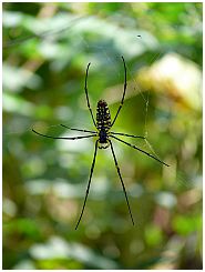 Spinne