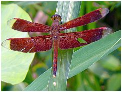 Libelle