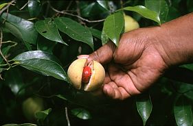 Reife Muskatfrucht