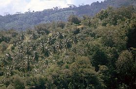 Ternate: Hnge des Gunung Gamalama