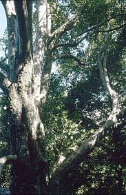 Am Hang des Gamalama: Der mehr als 300 Jahre alte Nelkenbaum 'Afo' (Afu)
