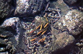 Ternate City: Fische im Wasser am Promenadenufer