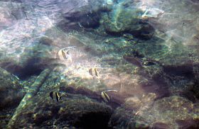Ternate City: Fische im Wasser am Promenadenufer