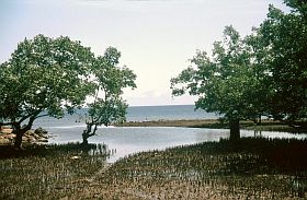 Tidore: Mangroven bei Cobo