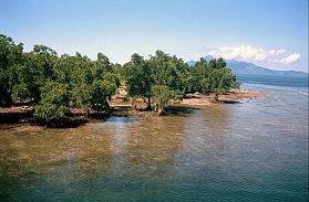 Sidangoli: Mangroveninsel, im Hintergrund Ternate