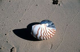 Insel Takalaya: Nautilus-Gehuse