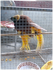 Großer Paradiesvogel im Käfig
