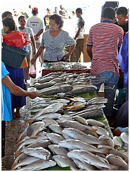 Dobo: Auf dem Fischmarkt 