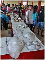 Dobo: Auf dem Fischmarkt - Rochen