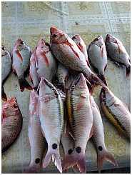 Dobo: Auf dem Fischmarkt 