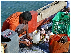 Dobo: Fischmarkt 