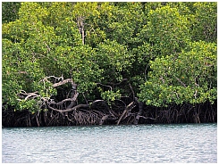 Insel Kola: Sisir-Kanal, Mangroven