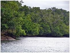 Insel Kola: Sisir-Kanal, Mangroven