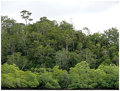 Insel Kola: Dschungel