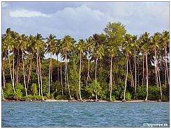 Insel Kola: Kokospalmen