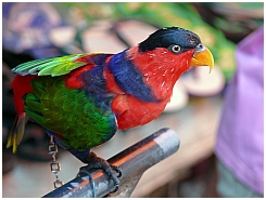 Auf dem Markt in Tual: Papagei