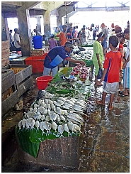 Auf dem Markt in Tual: Fisch
