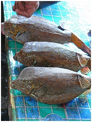 Auf dem Markt in Tual: Kofferfische