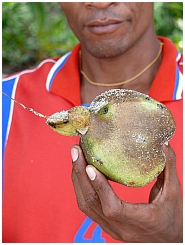 Insel Wamar: Frucht