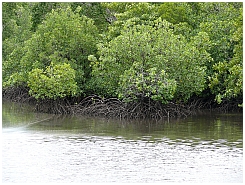 Wamar: Mangroven