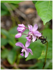 Insel Wamar: Orchidee