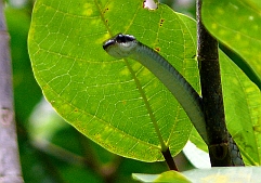 Insel Wamar: Baumschlange