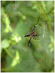 Insel Wamar: groe Spinne