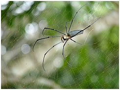 Insel Wamar: groe Spinne