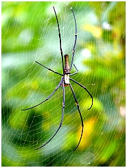 Insel Wamar: groe Spinne