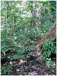 Wokam: Dschungelwanderung