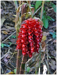 Wokam: Blüte