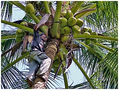 Wokam: Kokosnussernte