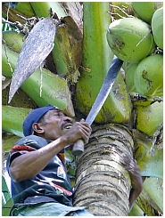 Wokam: Kokosnussernte