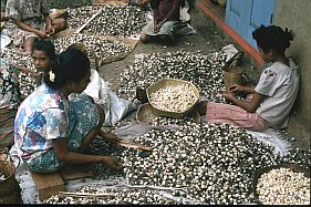 Frauen beim Knacken von Kemirinssen in Kebun Kopi
