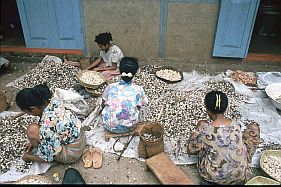 Frauen beim Knacken von Kemirinssen in Kebun Kopi