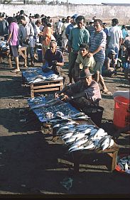 Fischmarkt in Maumere