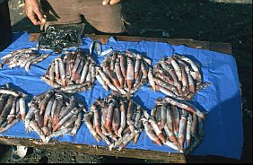 Tintenfische (Cumi Cumi) auf dem Fischmarkt in Maumere