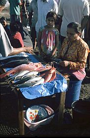 Fischhändlerin mit Fischen (Red Snapper) auf dem Fischmarkt in Maumere