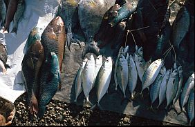 Fische auf dem Fischmarkt in Maumere