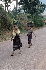 Frauen auf dem Weg zum Feld mit Reispflanzen