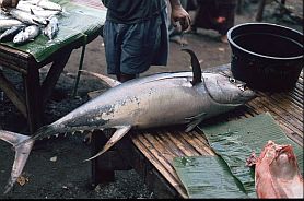 Thunfisch auf dem Fischmarkt in Ende