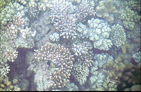 Korallen bei Riung