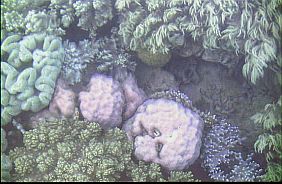 Korallen bei Riung